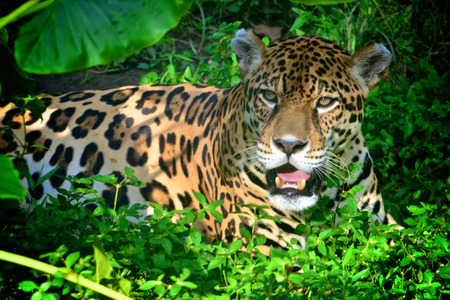 A Jaguar in the Amazon rain forest. Iquitos, Peruの写真素材