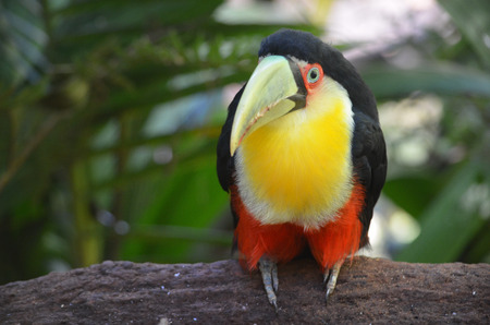 A Toco Toucan, in the Parque das Aves at Iguazu Falls, Brazilの写真素材