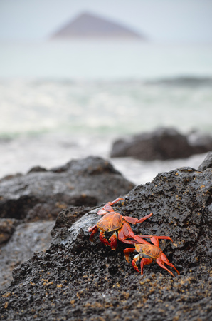 Sally lightfoot crabs (Grapsus grapsus) walk across volcanic rocks in the Galapagos Islands.の写真素材