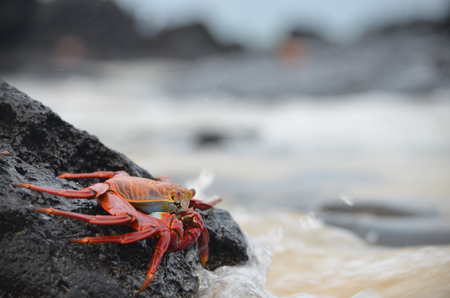 Sally lightfoot crabs (Grapsus grapsus) walk across volcanic rocks in the Galapagos Islands, Ecuadorの写真素材