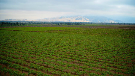 Peruvian Pisco and wine production in vineyards near Ica, Peruの写真素材