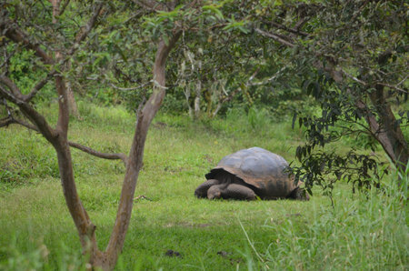 GalÃ¡pagos tortoise,the largest living species of tortoise. Modern GalÃ¡pagos tortoises can weigh up to 417 kg.の写真素材