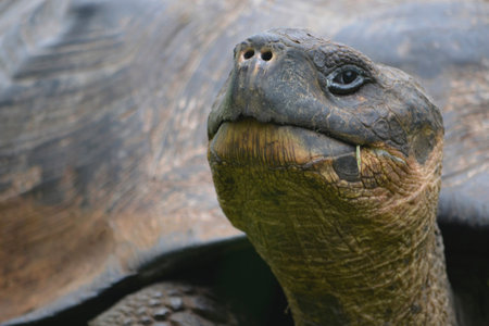 The GalÃ¡pagos tortoise, the largest living species of tortoise. Modern GalÃ¡pagos tortoises can...