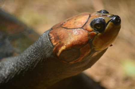 The Arrau turtle (Podocnemis expansa), also known as the South American river turtle, giant South...