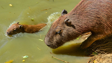 A Capybara mother and baby approach the river bank. Iquitos, Amazon