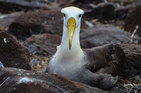 Waved Albatross (also known as Galapagos Albatross), in a nesting colony on Isla EspaÃ±ola in the Galapagos Islands.の写真素材