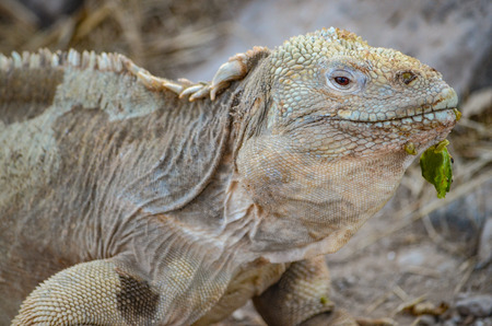 A Santa Fe land iguana, a species endemic to the Isla Sante Fe on the Galapagos Islandsの写真素材