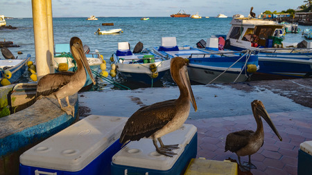 Pelicans at the Puerto Ayora fish market, on Isla Santa Cruz, Galapagos Islands.の写真素材