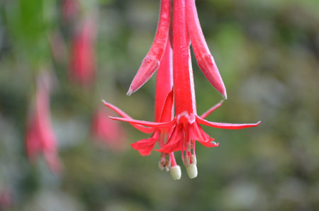 The Cantuta flower, the national flower of Peru, at Machu Picchu