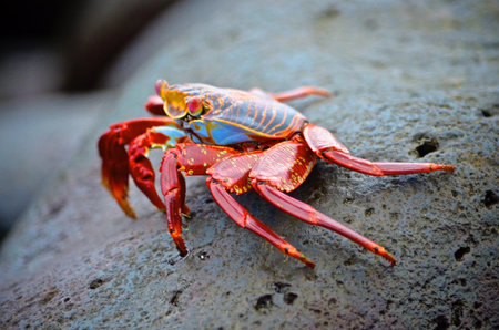 A Sally lightfoot crab (Grapsus grapsus) walks across rocks in the Galapagos Islands.