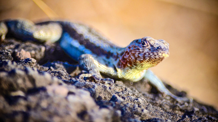 A Lava Lizard (Microlophus delanonis) sits on a rock on Isla EspaÃ±ola in the Galapagos Islands.の写真素材