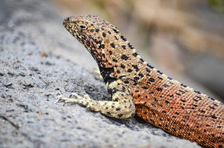 A Lava Lizard (Microlophus delanonis) sits on a rock on Isla EspaÃ±ola in the Galapagos Islands.