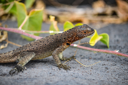A Lava Lizard (Microlophus delanonis) sits on a rock on Isla EspaÃ±ola in the Galapagos Islands.の写真素材