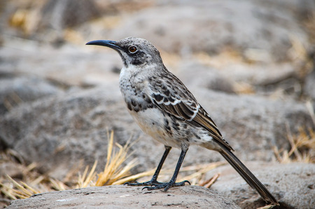 The Hood mockingbird (Mimus macdonaldi) also known as the EspaÃ±ola mockingbird, on Isla EspaÃ±ola in the Galapagos Islandsの写真素材