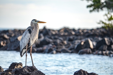 A Great Blue Heron (Ardea herodias) stands overlooking a lagoon at Black Turtle Cove, Isla Santa Cruz, on the Galapagos Islands.の写真素材