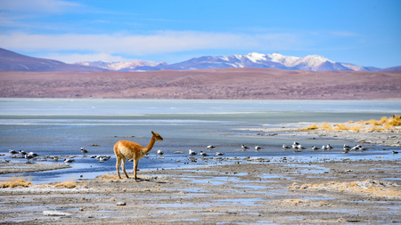 Vicunas and birds grazing on the shores of Laguna Salada, Reserve Eduardo Avaroa, Potosi, Boliviaの写真素材