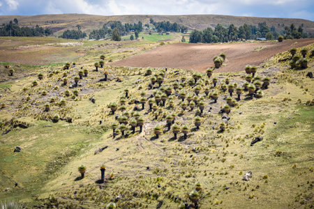 Fields of Puya Raimondi, the largest flower in the world, growing in the Andes near Ayacucho, Peru