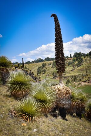 Fields of Puya Raimondi, the largest flower in the world, growing in the Andes near Ayacucho, Peruの写真素材