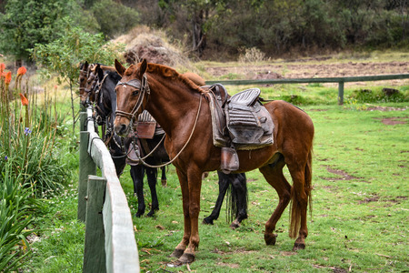 Hacienda Huayoccari, Cusco, Peru - Oct 13, 2018: Peruvian Paso Horsesのeditorial素材