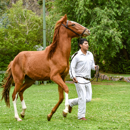 Hacienda Huayoccari, Cusco, Peru - Oct 13, 2018: Peruvian Paso Horse demonstrationのeditorial素材