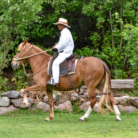 Hacienda Huayoccari, Cusco, Peru - Oct 13, 2018: Peruvian Paso Horse demonstrationのeditorial素材