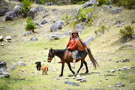 A Quechua lady rides her mule on the Inca Trail, Cusco, Peruのeditorial素材