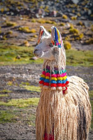 Llama pack in Cordillera Vilcanota, Ausungate, Cusco, Peruの写真素材