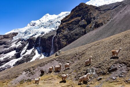 Llamas on  a mountain slop close to the Ausungate Glacier. Cordillera Vilcanota, Cusco, Peruの写真素材