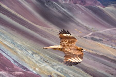 Juvenile Mountain Caracara birds on Vinicunca 'Rainbow Mountain'. Cusco, Peruの写真素材
