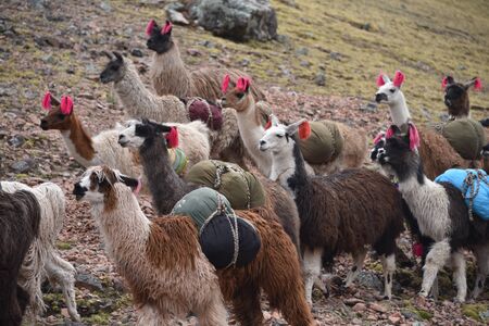 A pack of Llamas carry cargo along a trail in the Cordillera Vilcanota. Ausungate, Cusco, Peruの写真素材