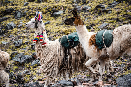 A pack of Llamas carry cargo along a trail in the Cordillera Vilcanota. Ausungate, Cusco, Peru