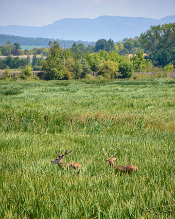 Red Deer in the Salburua nature reserve on green belt land near Vitoria Gasteiz, Basque Country, Spainの写真素材