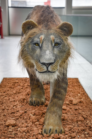Burgos, Spain - 16 Oct, 2021: Prehistoric Lion model on display at the Museum of Human Evolutionのeditorial素材