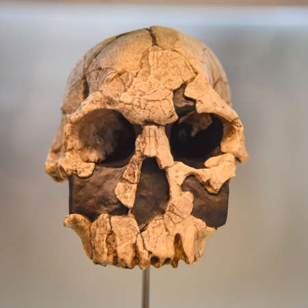 Burgos, Spain - 16 Oct, 2021: Pre-historic human skulls on display in the Museum of Human Evolutionのeditorial素材