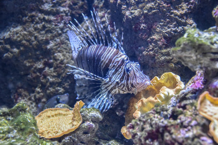 Biarritz, France - 15 Jan, 2023: Biarritz Aquarium & sealife centre in the Port Vieuxのeditorial素材