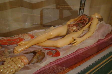 Bologna, Italy - 19 Nov, 2022: Medical exhibits at the Museo di Palazzo Poggi science museumのeditorial素材