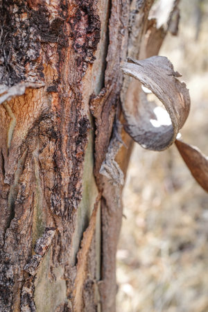 Cusco, Peru - Dec 3, 2022: Peeling paper bark from a Quenua Polyeplis tree in the Andes mountainsの写真素材