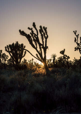 Cactus trees in Mojave desert during golden sunset in California, USAの写真素材