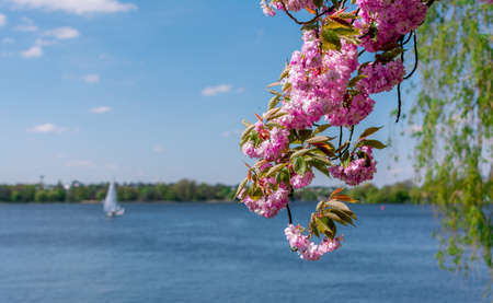 Beautiful cherry blossom sakura in spring time over blue sky. Blurry background of lake with sail boat and trees.の写真素材