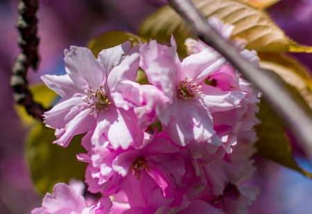 Close up details of cherry blossom sakura in spring timeの写真素材