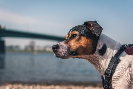 Jack Russell Terrier Dog Pin Profile on River Beachの写真素材