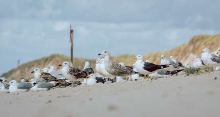 Several wild sea gulls on the beachの写真素材
