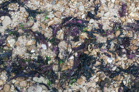 Seaweed on a beach with pebbles and shells from an overhead perspectiveの写真素材