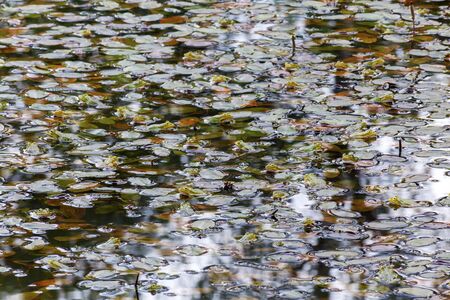 Many frogs in a pond full of lily pads with a shallow depth of fieldの写真素材
