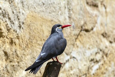 Inca tern with scientific name of Larosterna Inca perched on a tree branch against a blurred rockの写真素材