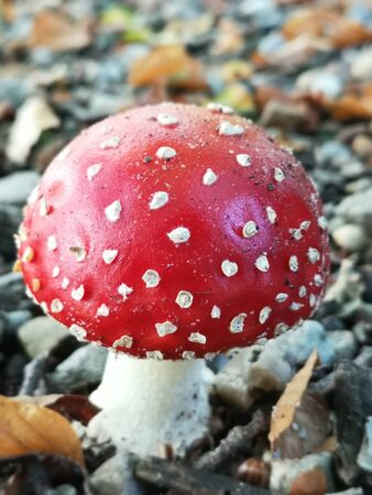 mushroomのeditorial素材