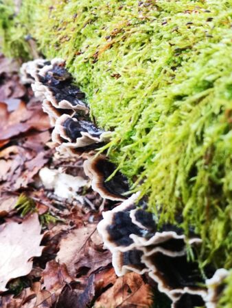 Mushrooms in a meadowのeditorial素材