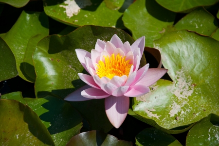 water lilyの写真素材