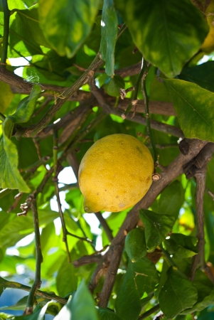 lemonの写真素材