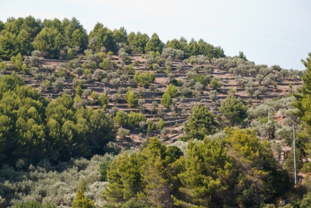 Vineyardの写真素材